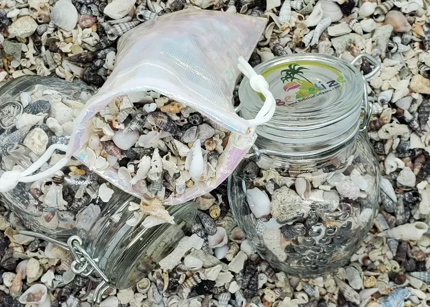 Belize-Sea-Shells1